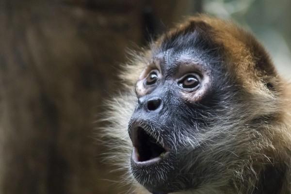 ape pic 2 ape pic 2